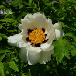 paeonia officinalis botanic garden kyiv
