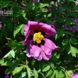 rosa nitida