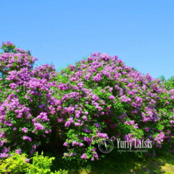 syringa botanic garden kyiv