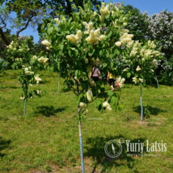 syringa white